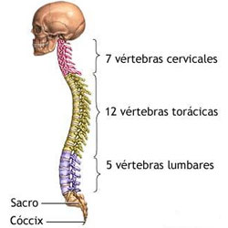 columa vertebral